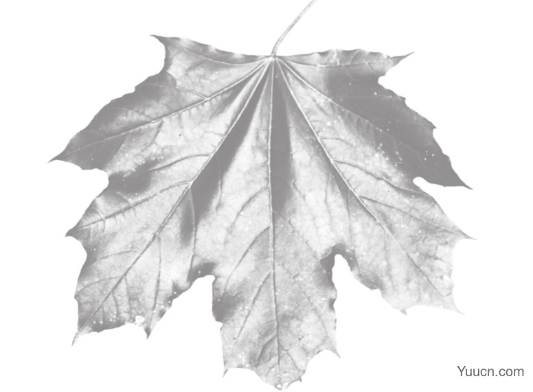Photoshop秋天的树叶落叶枫叶图像素材笔刷 免费版
